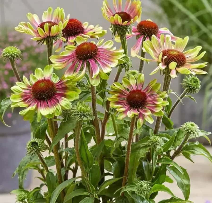 Echinacea se formează tufă înfloresc toată perioada  - 1