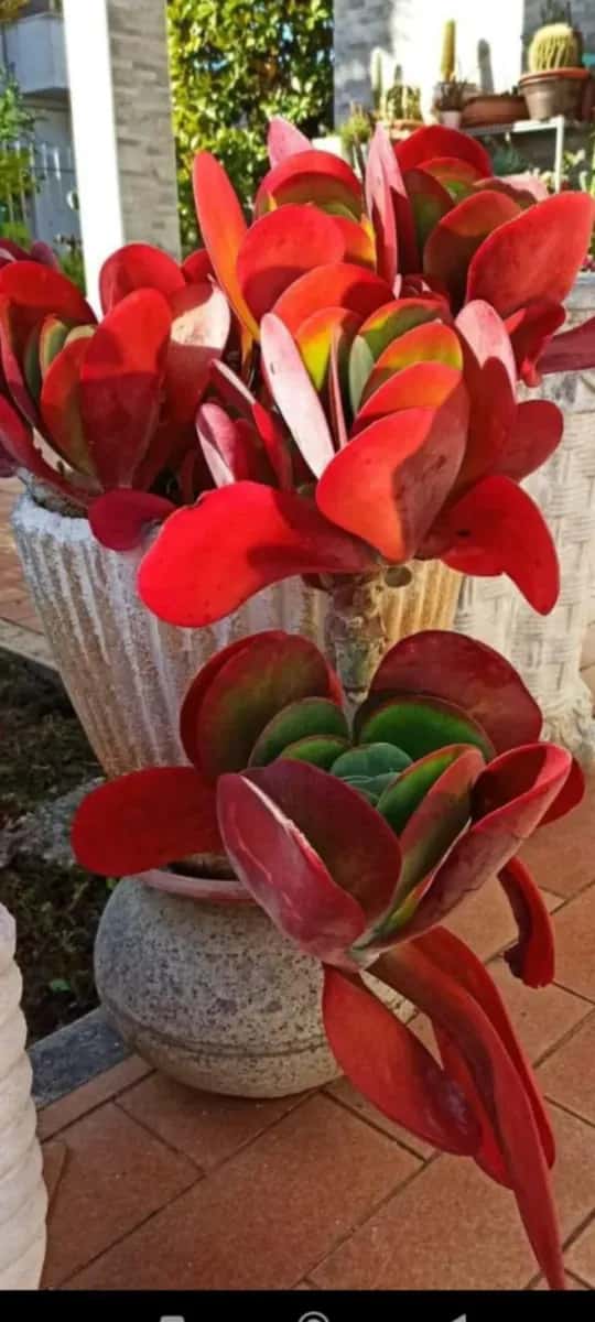 Kalanchoe tetrapylla - 1