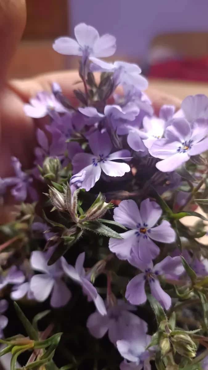 Phlox subulata  - 1