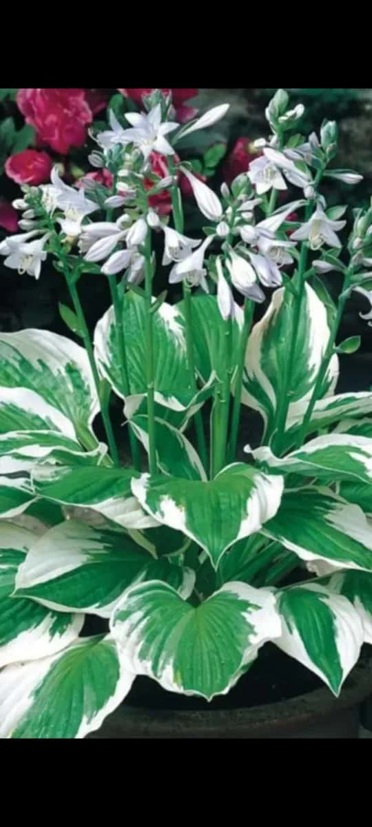 Hosta - 1