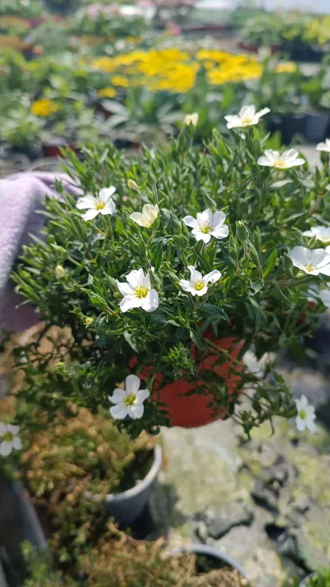 Sacxifraga târâtoare  - 1
