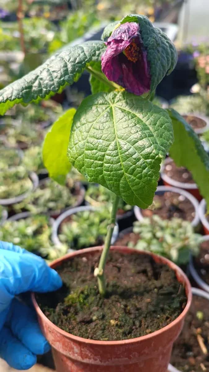 Abutilon diferite culori  - 1