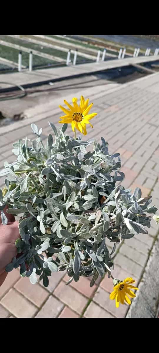 Gazaniea perena  - 1