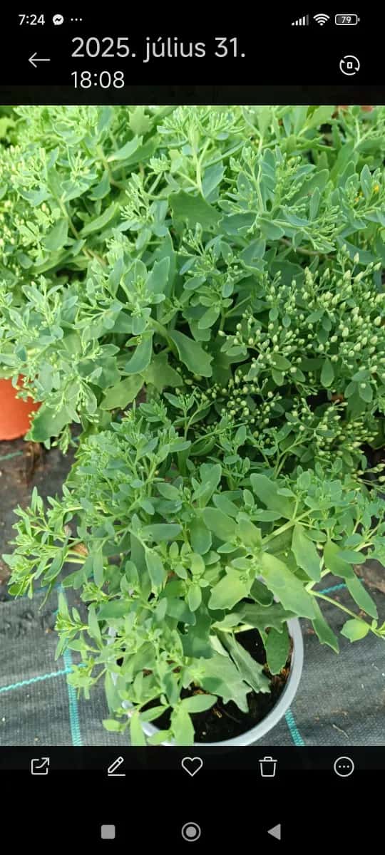 Sedum floarea grasă cu Frunze crestate  - 1