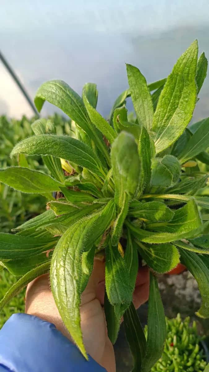 Echinacea tufă formată  - 1