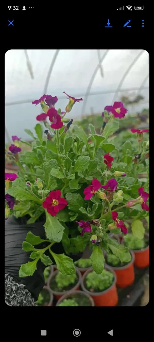 Aubrieta cascadă  - 0