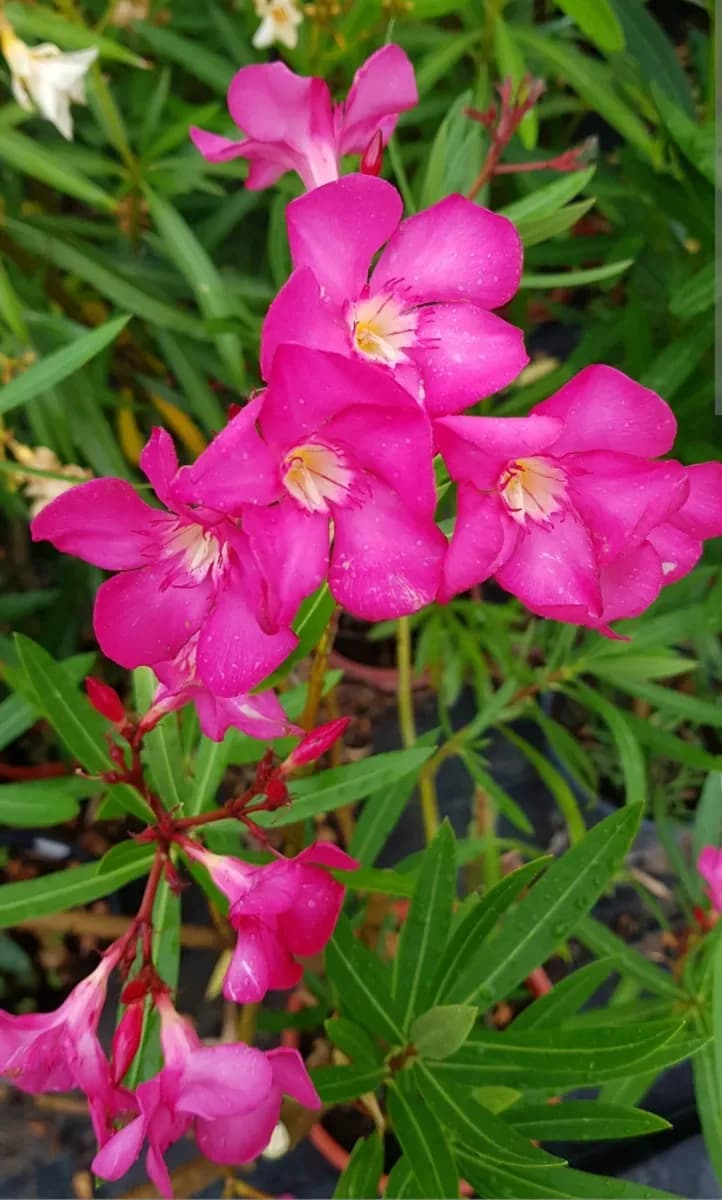 Oleander..leandri Mari 1m - 1