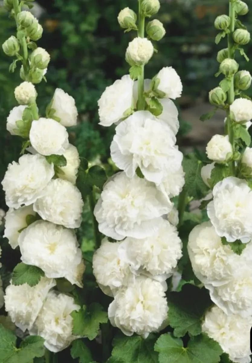 Nalbe cu Flori Duble  - 1