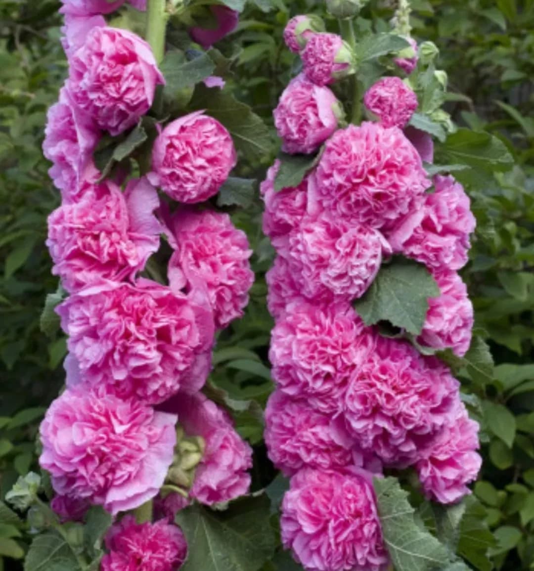 Nalbe cu Flori Duble  - 0