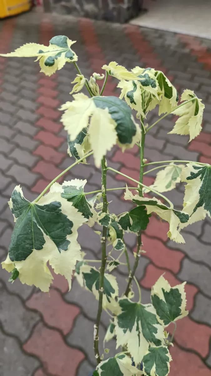 Abutilon variegat 45..50 cm - 0