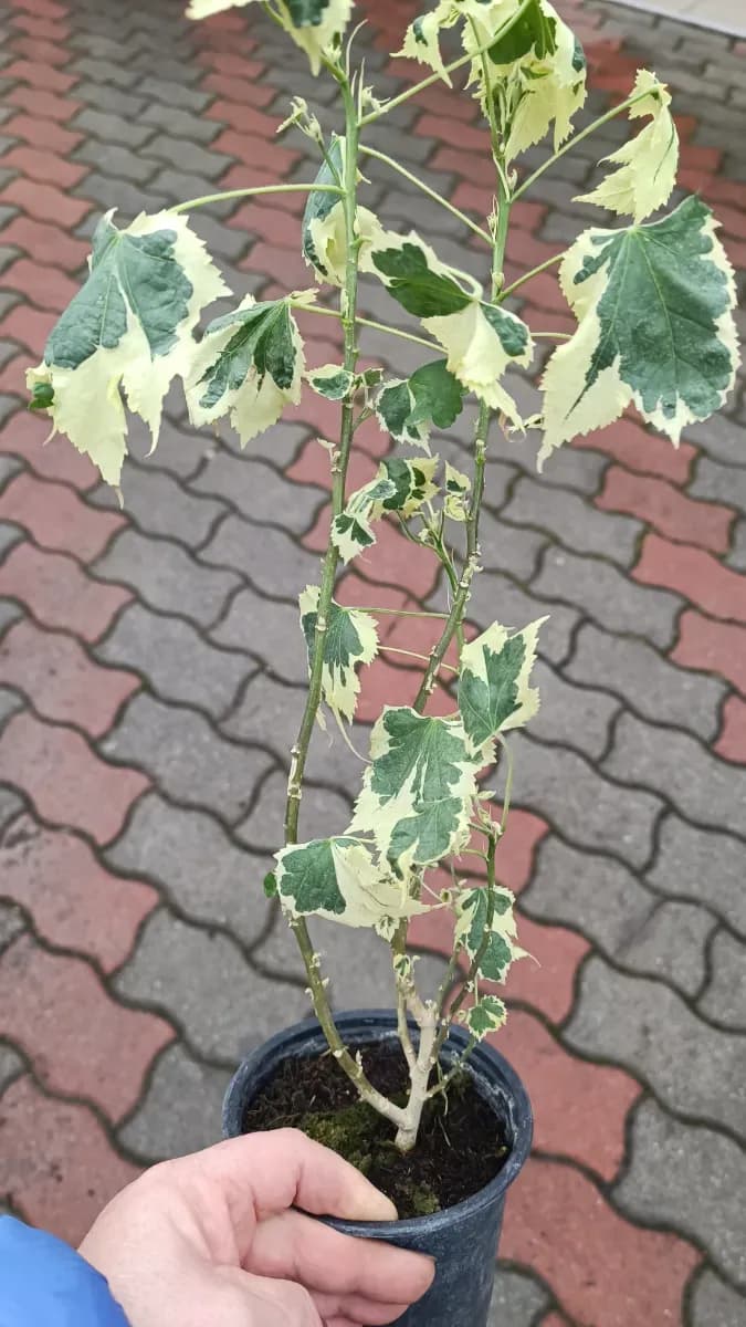 Abutilon variegat 45..50 cm - 1