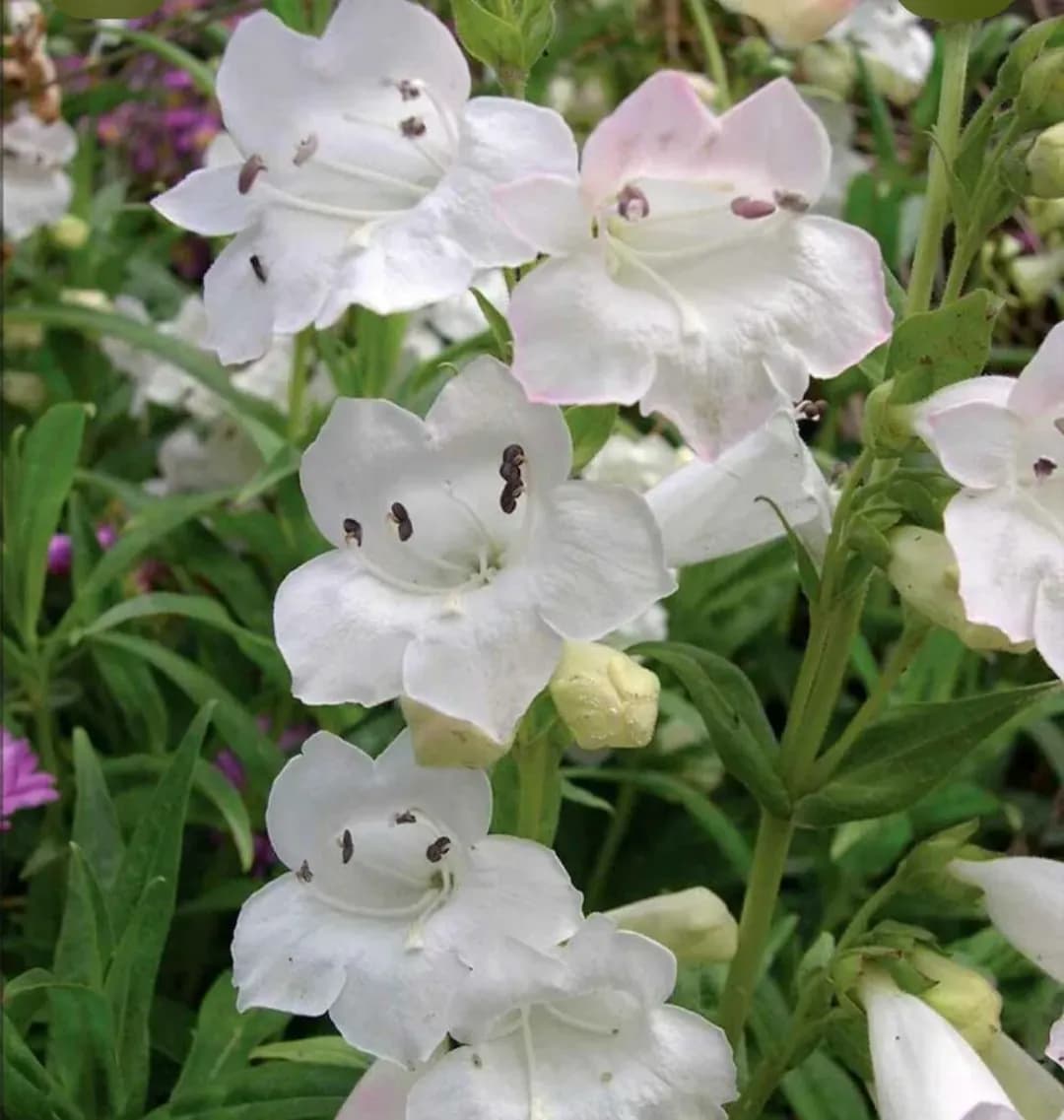 Penstemon se formează tufă  - 0