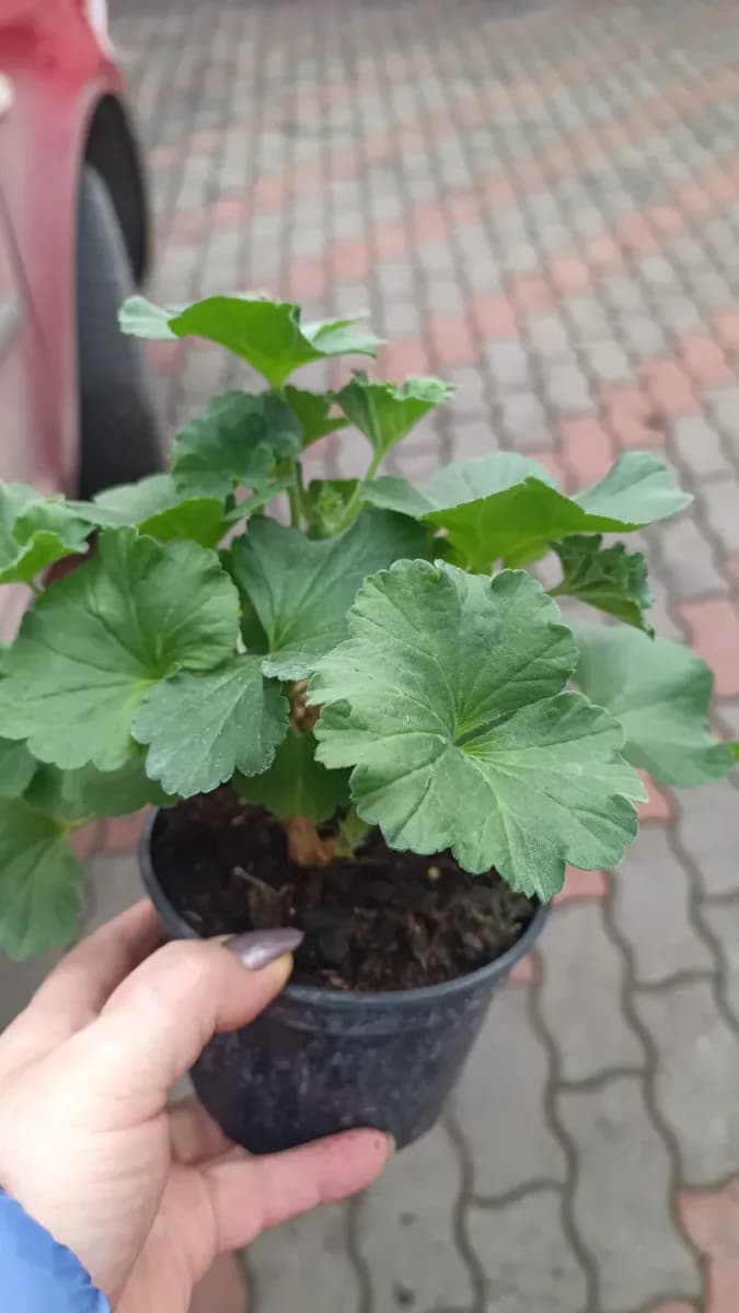 Mușcate trandafir  - 0