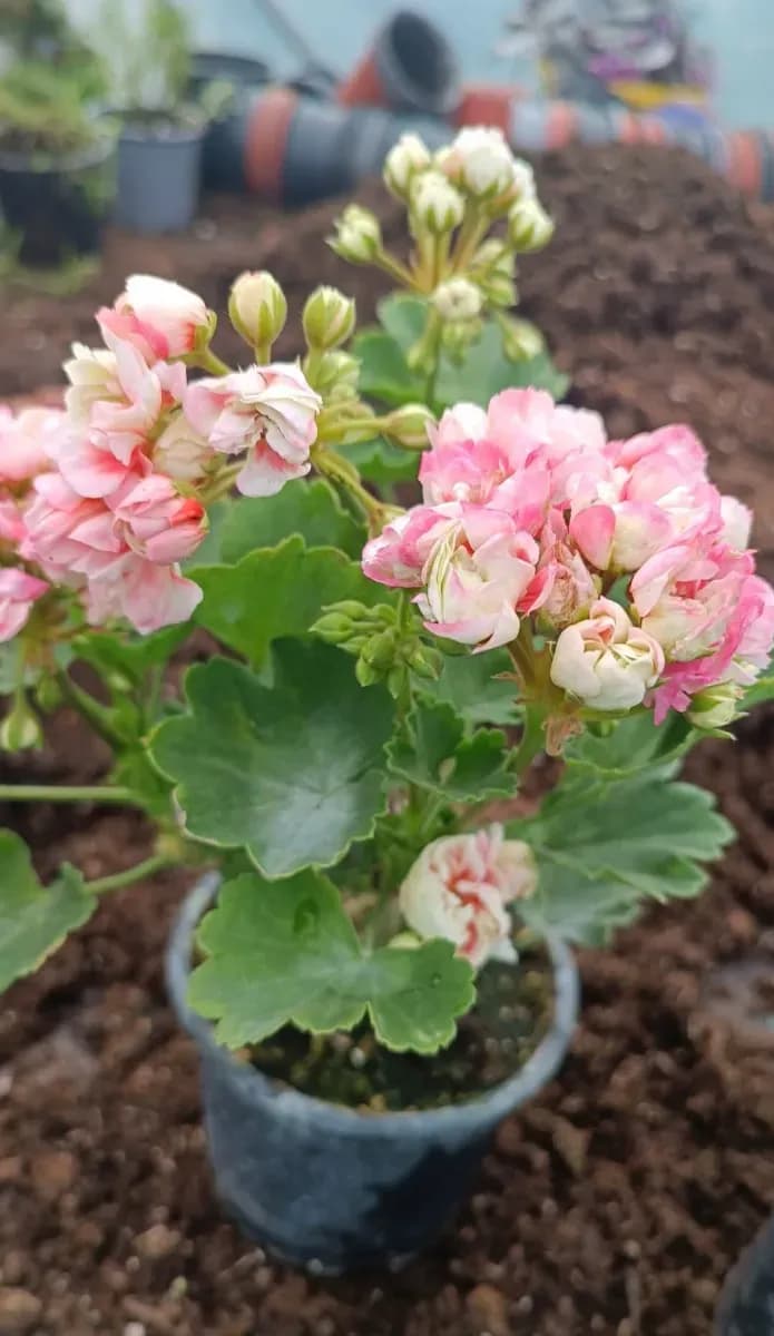 Mușcate trandafir  - 1