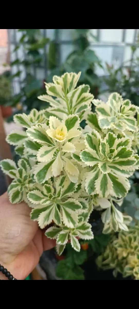 Antlantic variegată  - 0