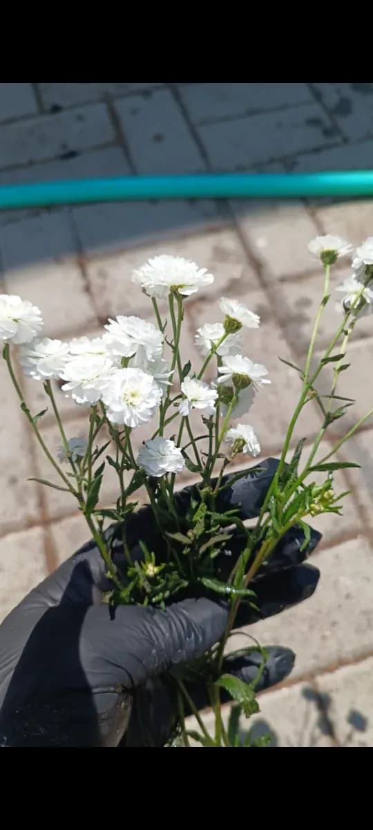 Floarea miresei pentru buchete  - 0