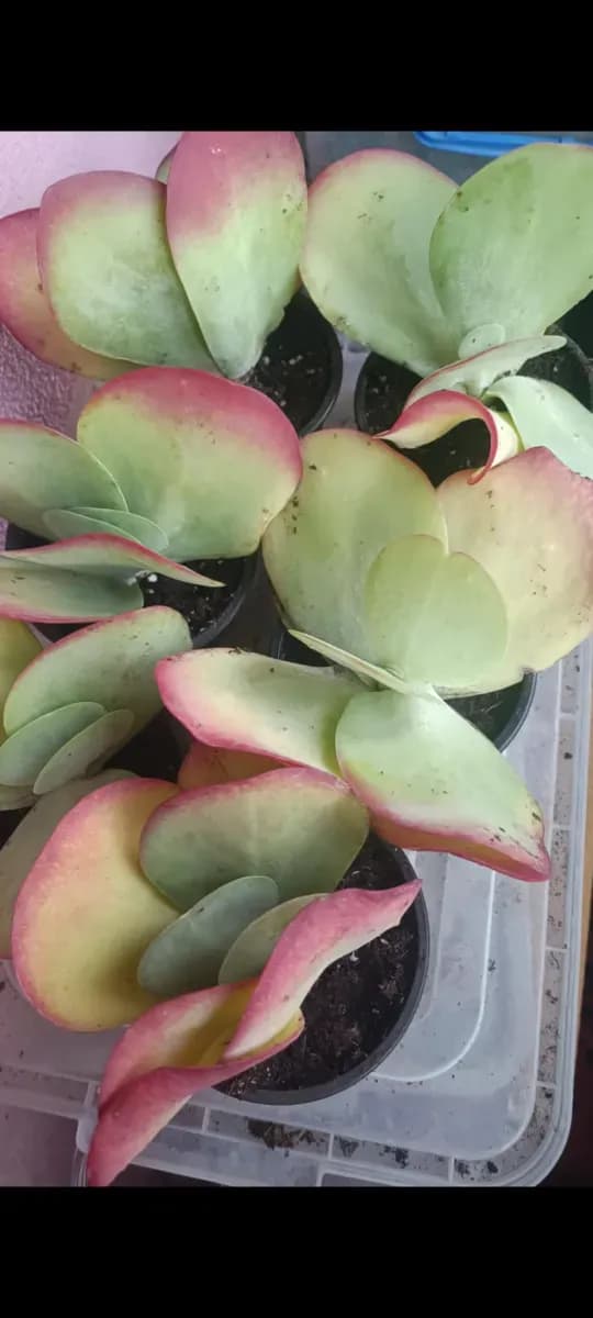 Kalanchoe tetrapylla - 0