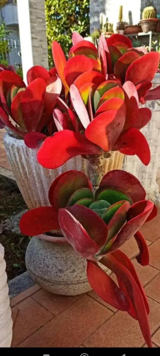 Kalanchoe tetrapylla - 1