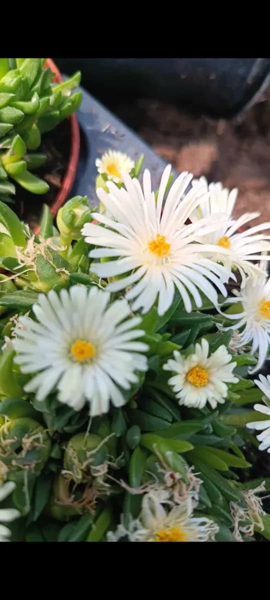 Delosperma cu floare mare  - 0