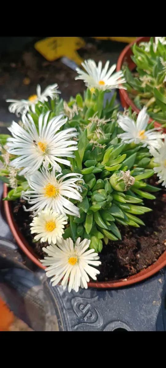 Delosperma cu floare mare  - 1