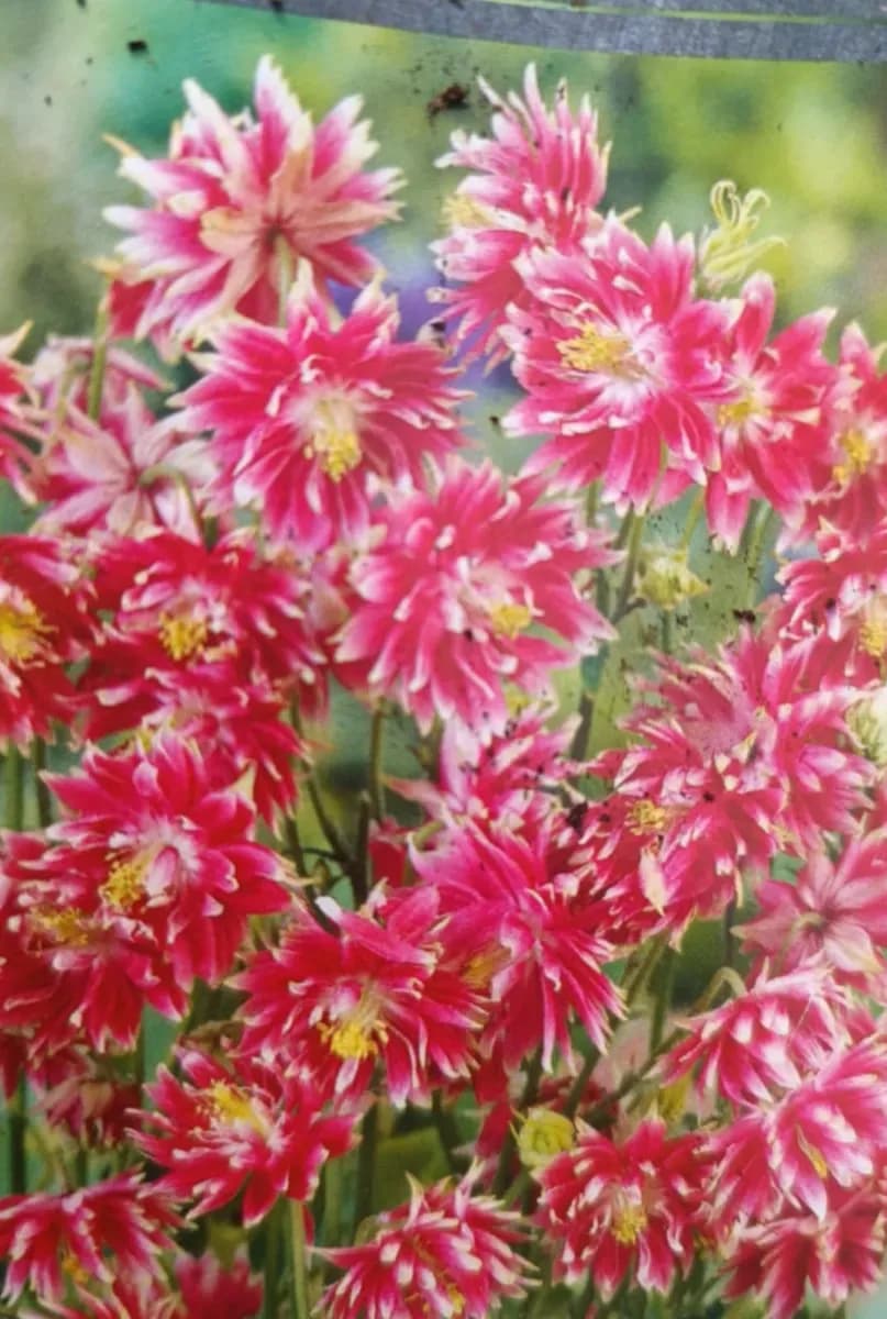 Semințe de Flori perene  - 1