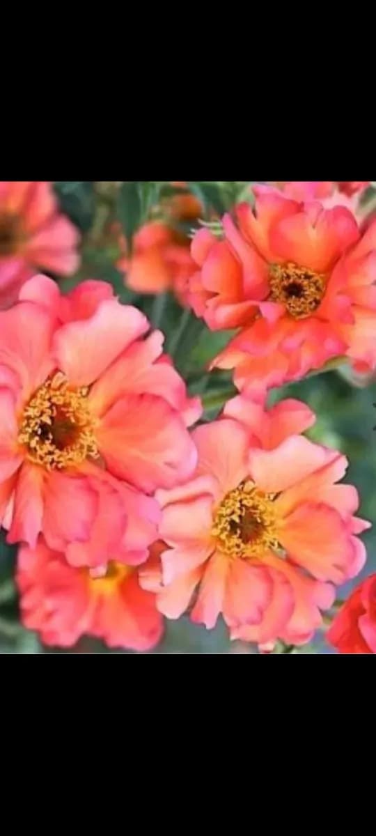 Geum... s-au mușcate de grădină  - 1