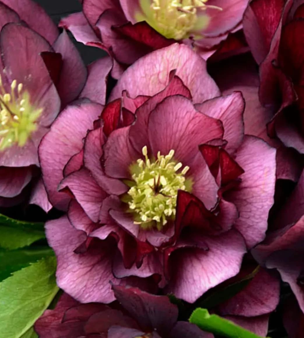 Helleborus  - 1