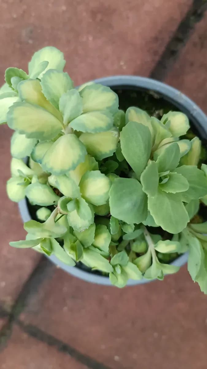 Floarea grasă variegată  - 0