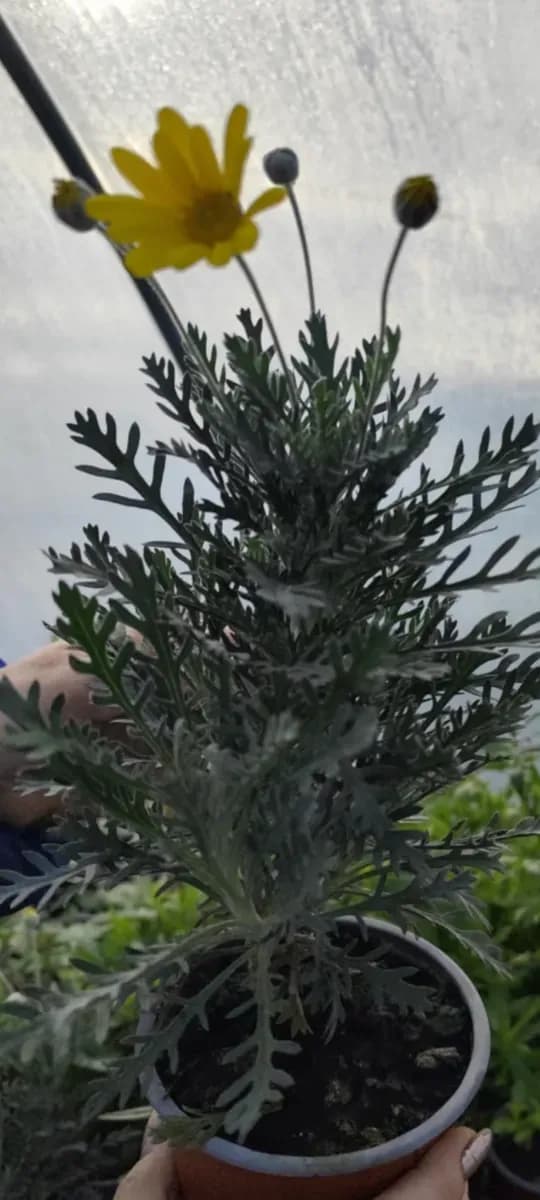 Margareta perenă  - 1