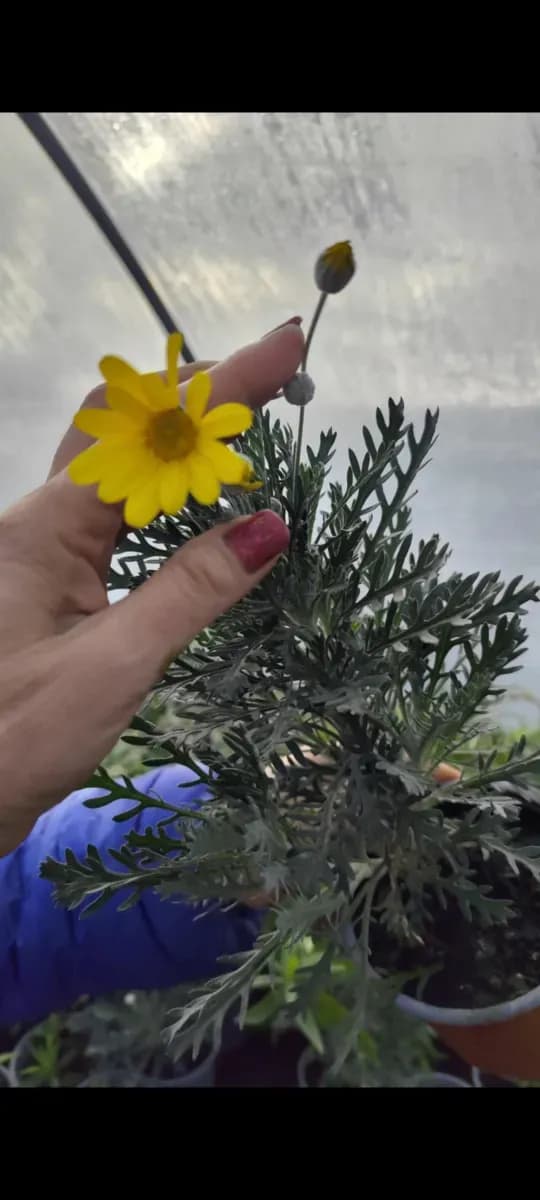 Margareta perenă  - 0