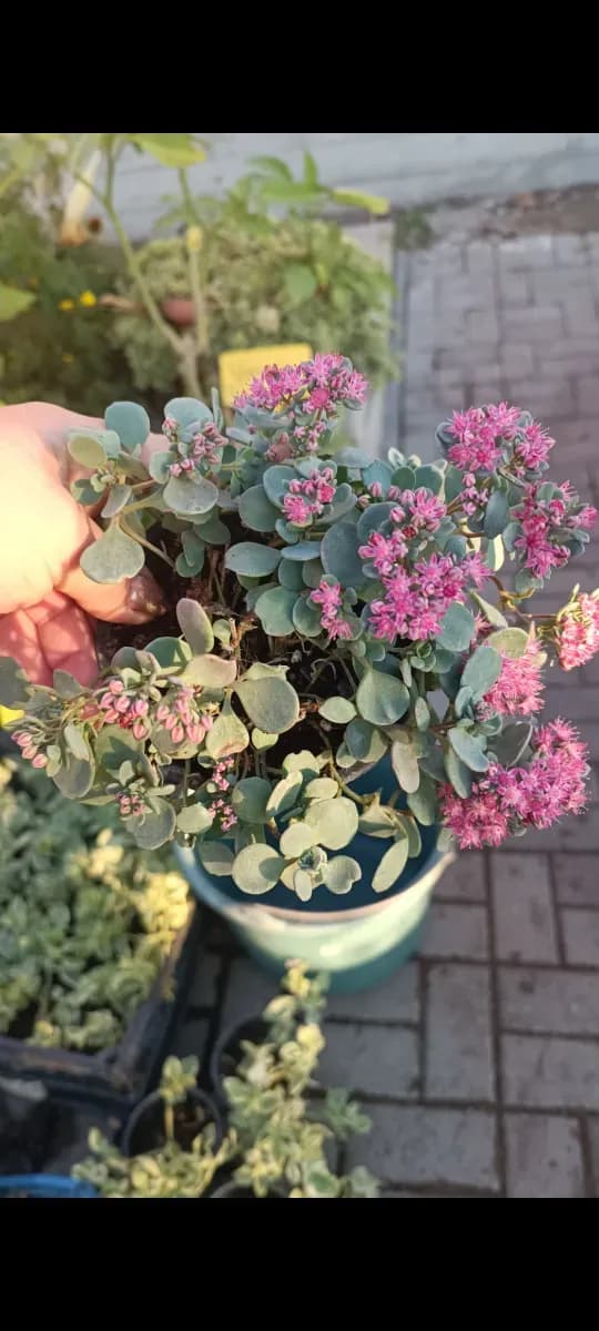 Sedum perene  - 1