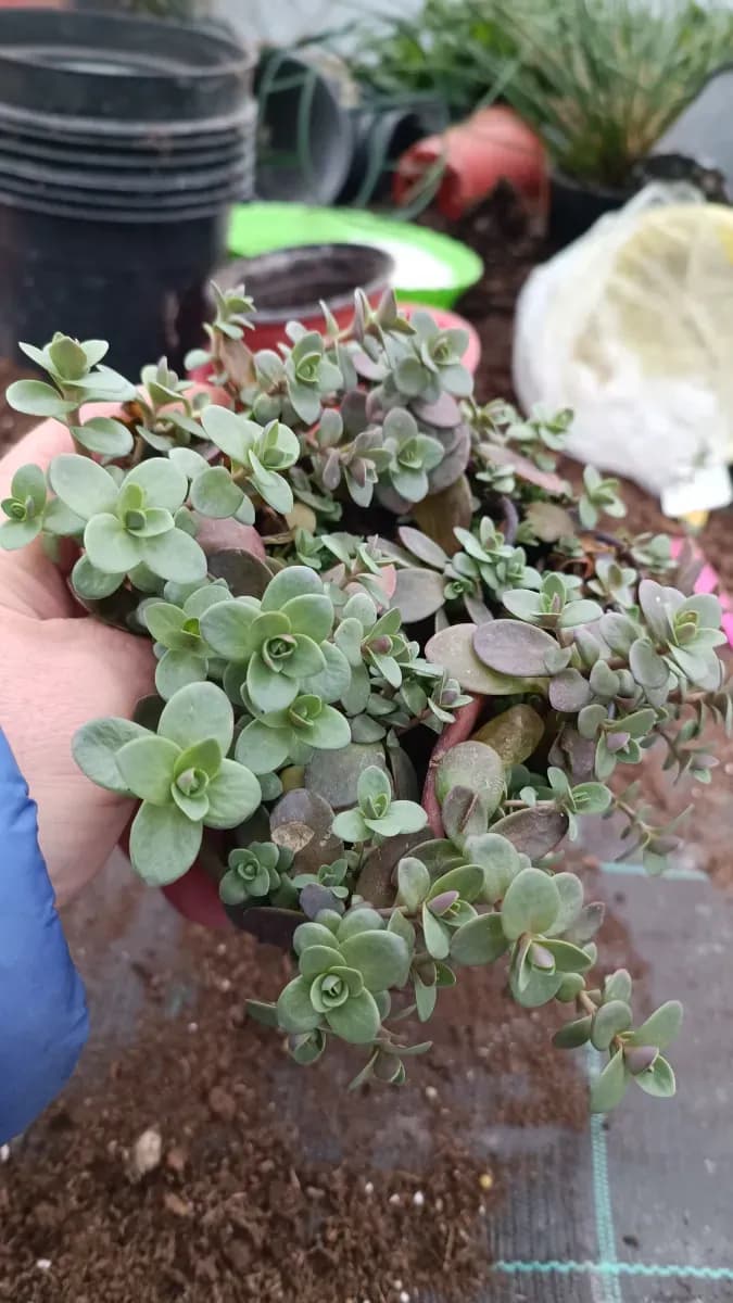 Sedum perene  - 0