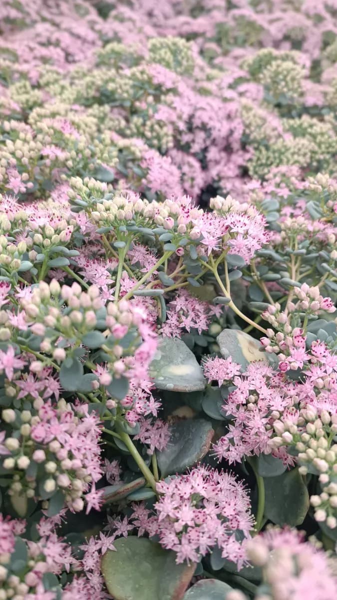Sedum siboldi - 1