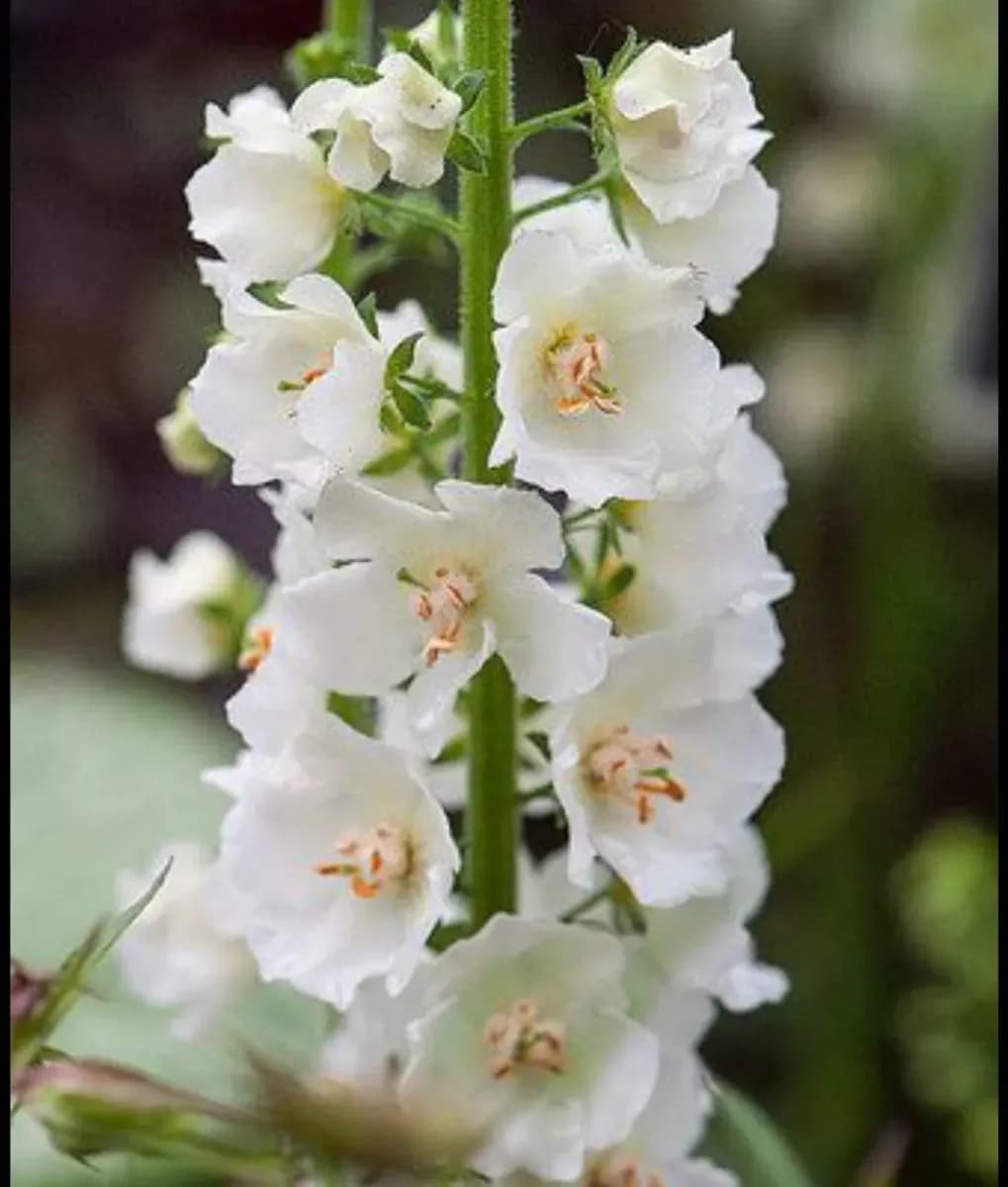 Verbascum  - 1