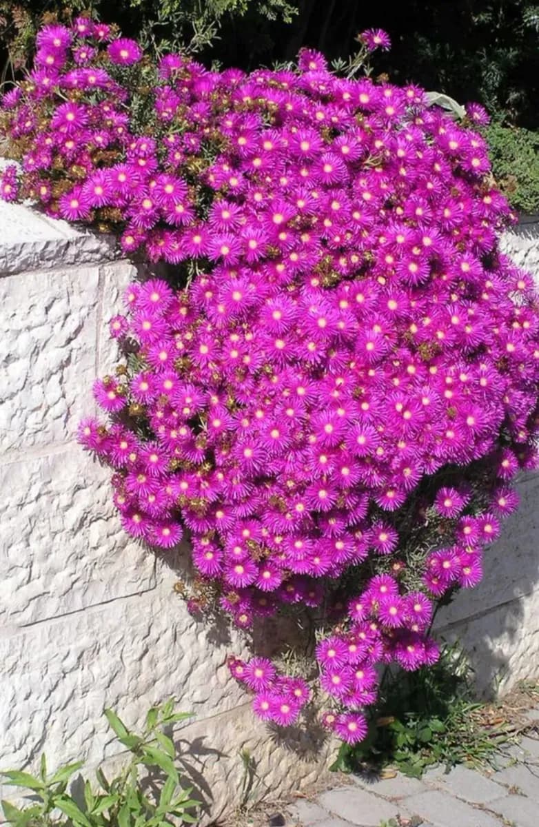 Delosperma  - 0