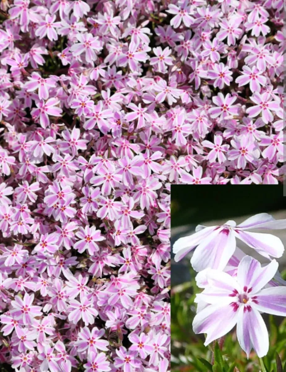 Phlox subulata  - 0