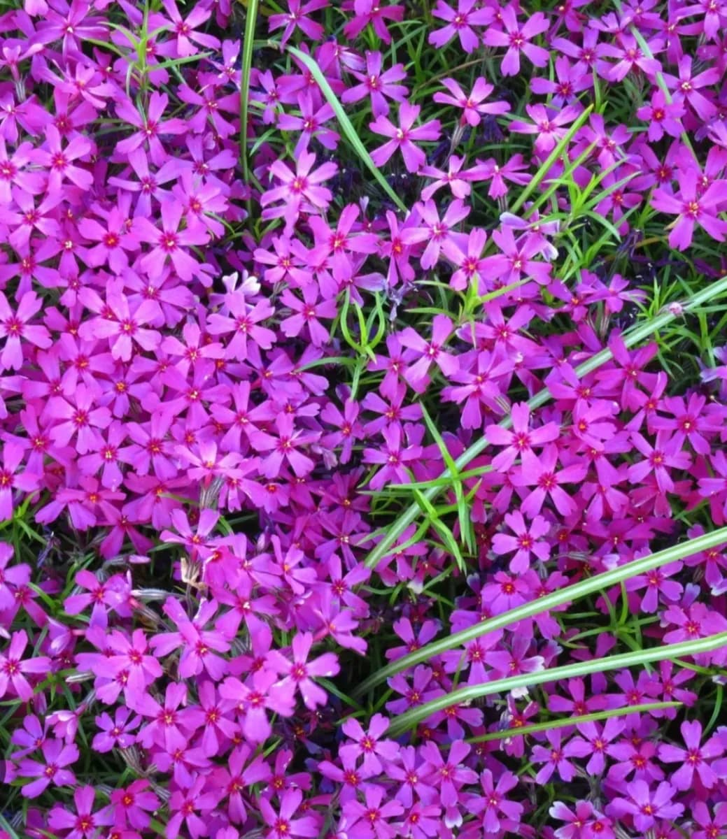 Phlox subulata  - 1
