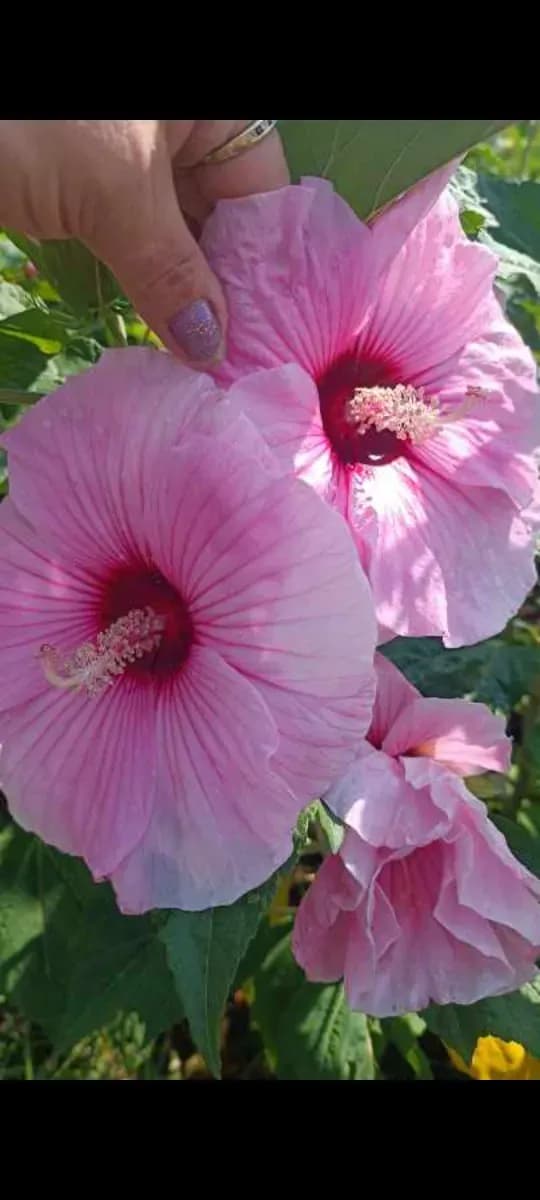 Hibiscus Moscheotus  - 0