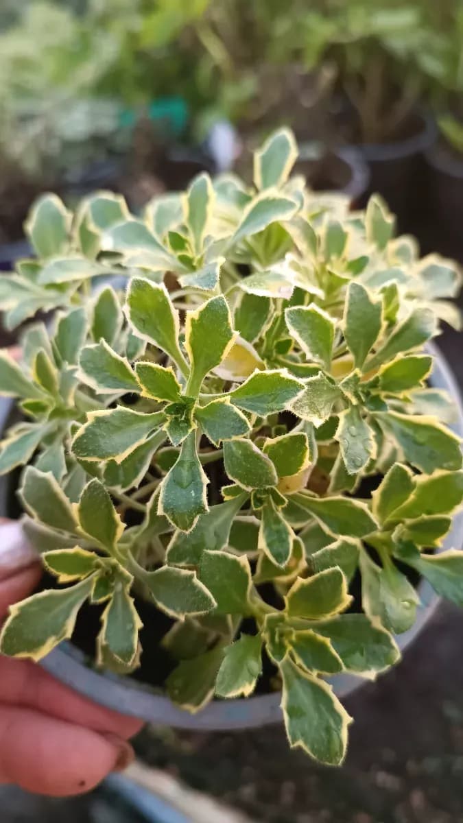 Aubrieta cascadă variegată  - 1