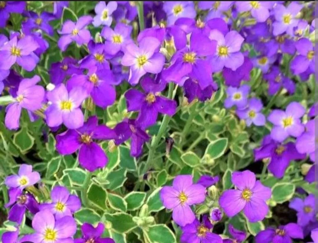 Aubrieta cascadă variegată  - 0