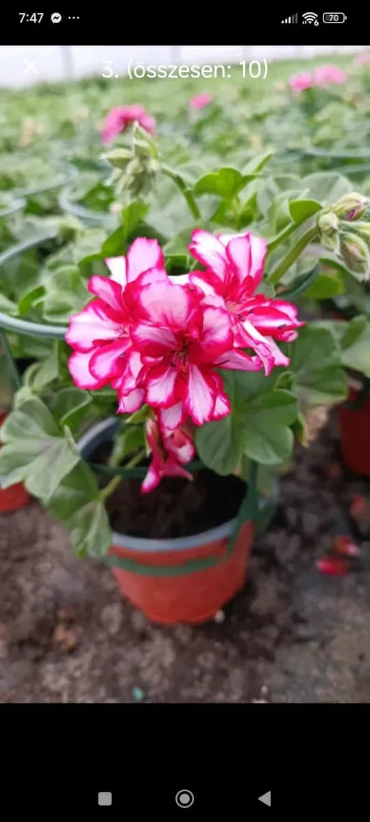 Pelargonium... mușcate semicurgatoare  - 0