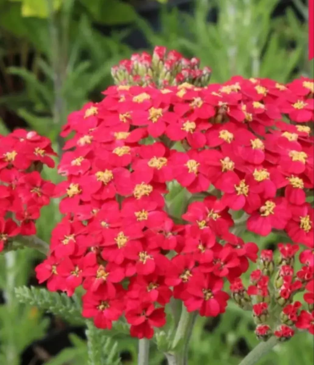 Coada șoarecelui pentru buchete  - 0