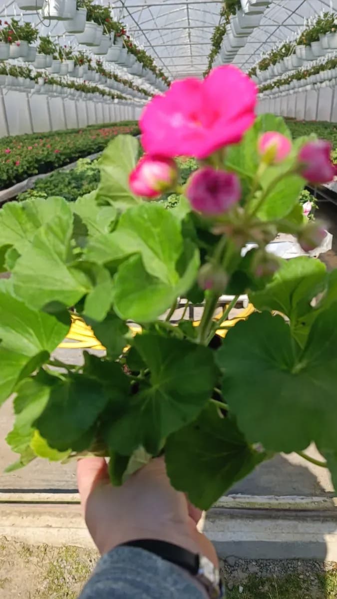 Mușcate trandafir  - 1