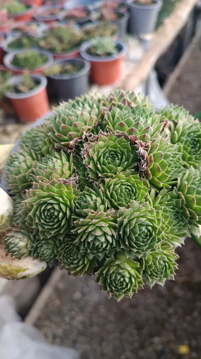 Sedumuri de grădină nu îngheață  - 1