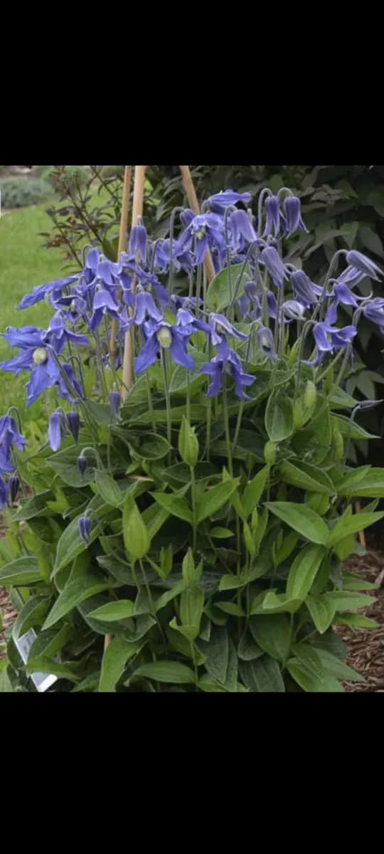 Clematita perenă pitică  - 1