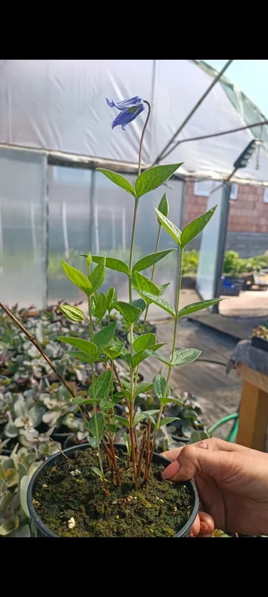 Clematita perenă pitică  - 0