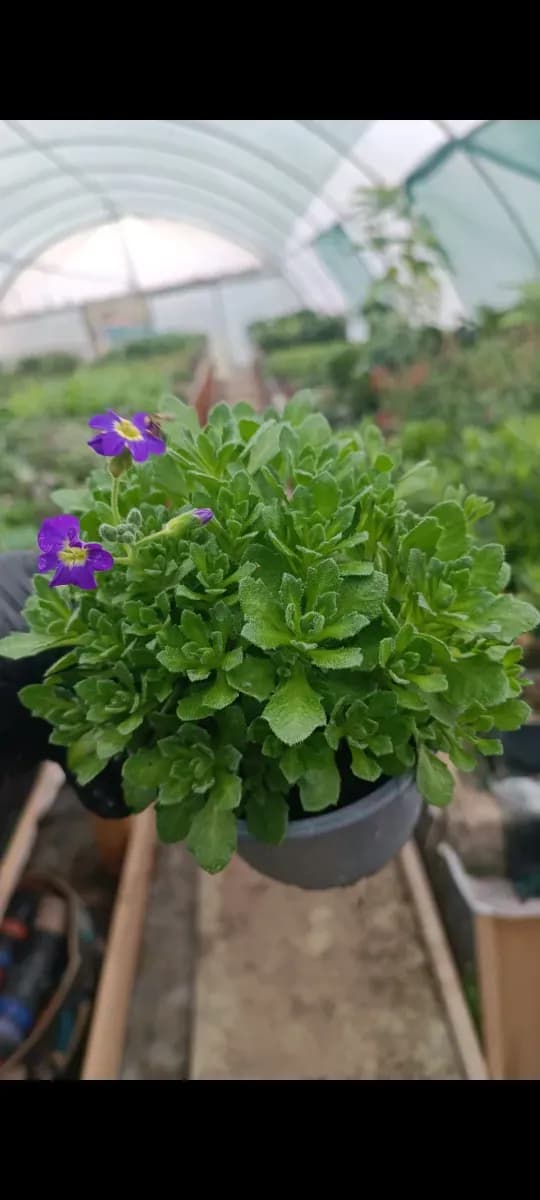 Aubrieta cascadă  - 0