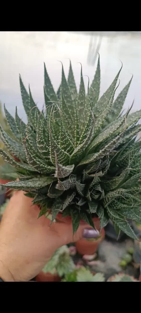 Suculentă de interior  - 0