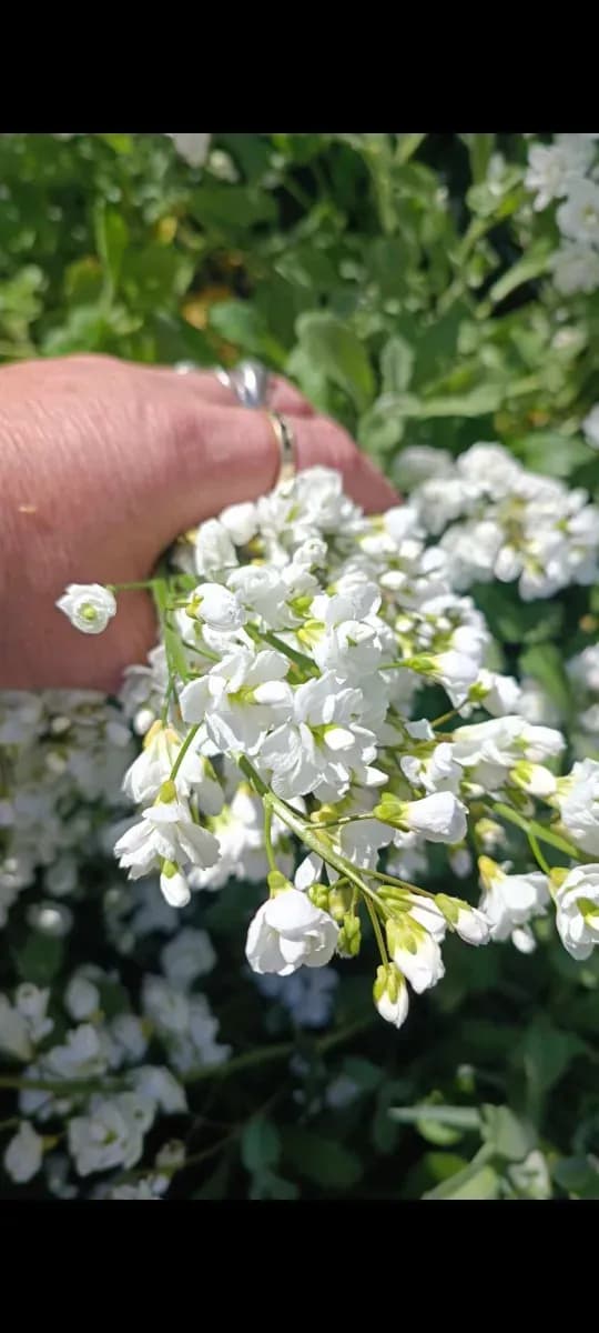 Floarea miresei pentru buchete  - 1