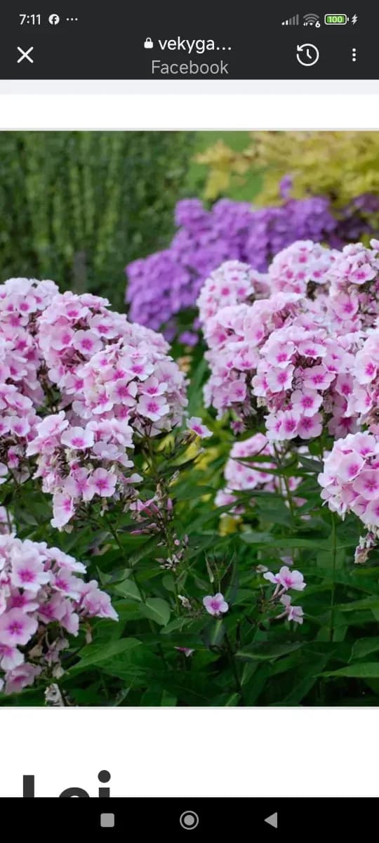 Brumărele parfumate  - 0